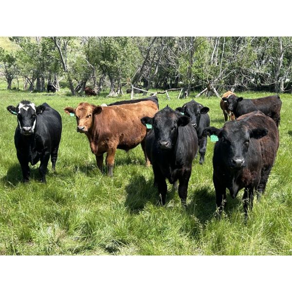 DP Cattle Co. - 1030# August Grass Steers - 170 Head (Airdrie, AB)