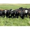 Image 2 : DP Cattle Co. - 1030# August Grass Steers - 170 Head (Airdrie, AB)