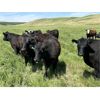 Image 3 : DP Cattle Co. - 1030# August Grass Steers - 170 Head (Airdrie, AB)
