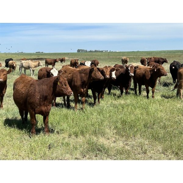 DP Cattle Co. - 1030# September Grass Heifers - 100 Head (Beiseker, AB)