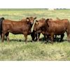 Image 7 : DP Cattle Co. - 1030# September Grass Heifers - 100 Head (Beiseker, AB)