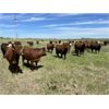 Image 8 : DP Cattle Co. - 1030# September Grass Heifers - 100 Head (Beiseker, AB)