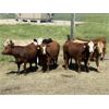 Image 9 : DP Cattle Co. - 1030# September Grass Heifers - 100 Head (Beiseker, AB)