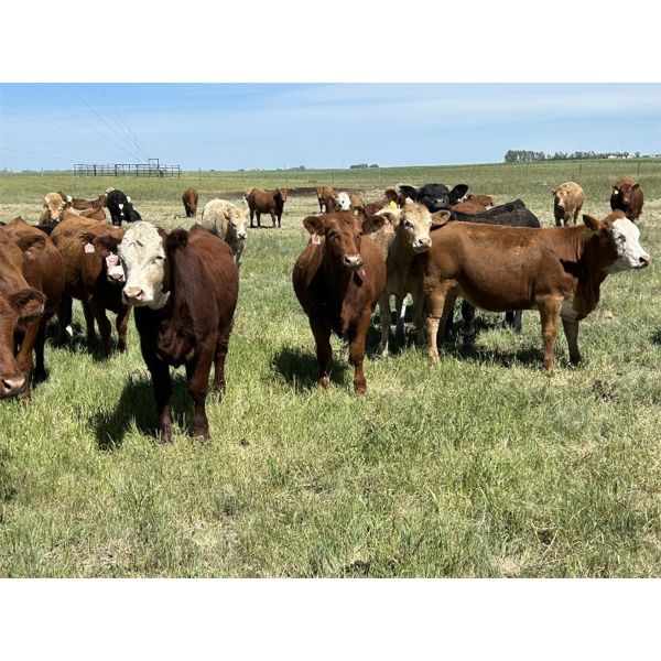 DP Cattle Co. - 1030# September Grass Heifers - 240 Head (Beiseker, AB)
