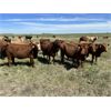 Image 2 : DP Cattle Co. - 1030# September Grass Heifers - 240 Head (Beiseker, AB)