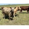 Image 6 : DP Cattle Co. - 1030# September Grass Heifers - 240 Head (Beiseker, AB)
