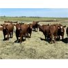Image 7 : DP Cattle Co. - 1030# September Grass Heifers - 240 Head (Beiseker, AB)