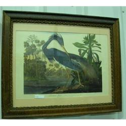 Framed Engraved Print By J J Audubon ' Louisiana Heron'