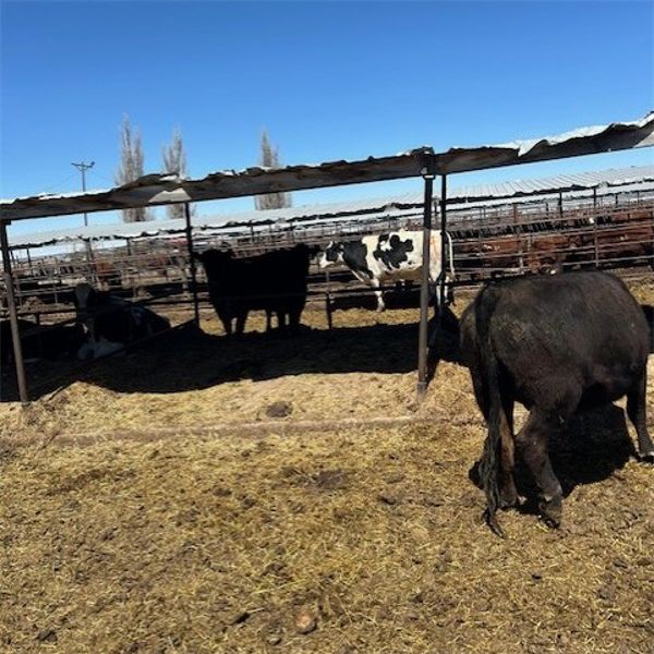 Idaho Dairies/Ranches - 10 Cows & 1 Bull (Burley, ID)
