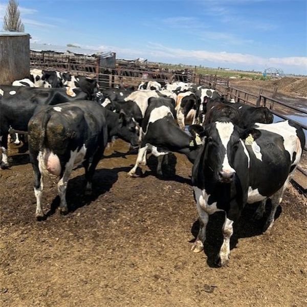 Idaho Dairies/Ranches - 26 Cows (Burley, ID)