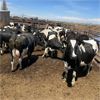 Image 1 : Idaho Dairies/Ranches - 26 Cows (Burley, ID)