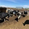 Image 2 : Idaho Dairies/Ranches - 26 Cows (Burley, ID)