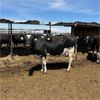 Image 3 : Idaho Dairies/Ranches - 26 Cows (Burley, ID)
