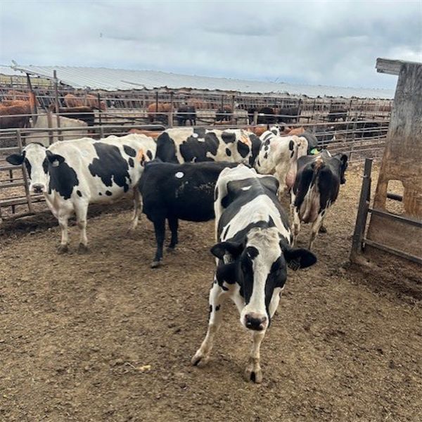Idaho Dairies/Ranches - 14 Cows & 1 Bull (Burley, ID)