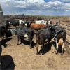 Image 3 : Idaho Dairies/Ranches - 49 Cows (Burley, ID)