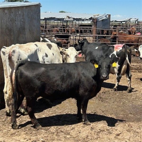 Idaho Dairies/Ranches - 41 Cows & 1 Bull (Burley, ID)