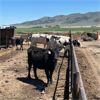 Image 2 : Idaho Dairies/Ranches - 41 Cows & 1 Bull (Burley, ID)
