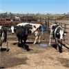Image 3 : Idaho Dairies/Ranches - 41 Cows & 1 Bull (Burley, ID)