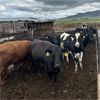 Image 1 : Idaho Dairies/Ranches - 27 Cows (Burley, ID)