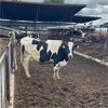 Image 3 : Idaho Dairies/Ranches - 27 Cows (Burley, ID)