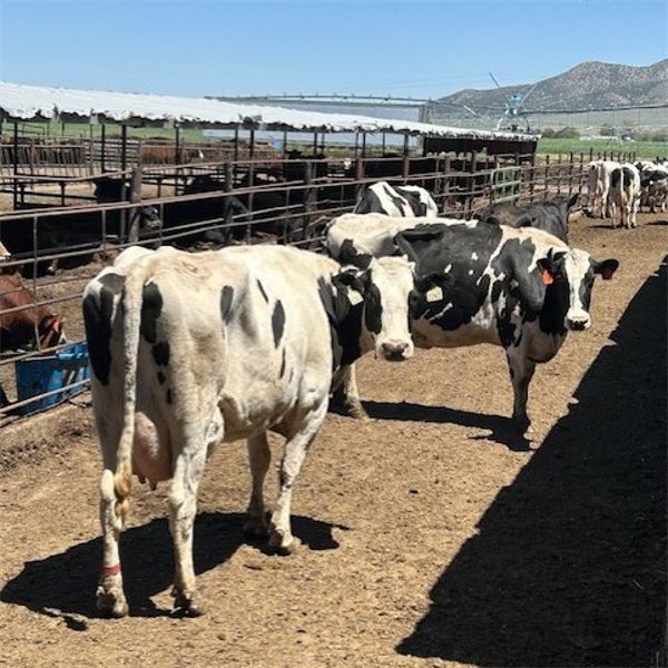 Idaho Dairies/Ranches - 36 Cows (Burley, ID)