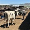 Image 1 : Idaho Dairies/Ranches - 36 Cows (Burley, ID)