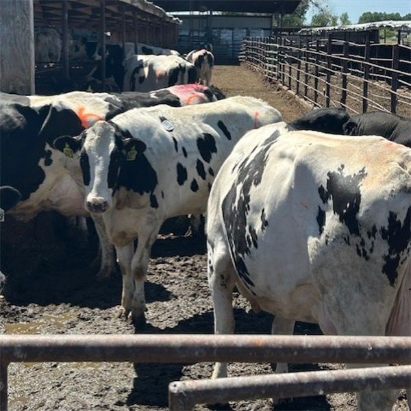 Idaho Dairies/Ranches - 24 Cows & 3 Bulls (Burley, ID)