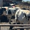 Image 1 : Idaho Dairies/Ranches - 24 Cows & 3 Bulls (Burley, ID)