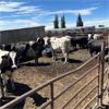Image 2 : Idaho Dairies/Ranches - 24 Cows & 3 Bulls (Burley, ID)
