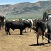Image 1 : Idaho Dairies/Ranches - 32 Mixed Head (Burley, ID)