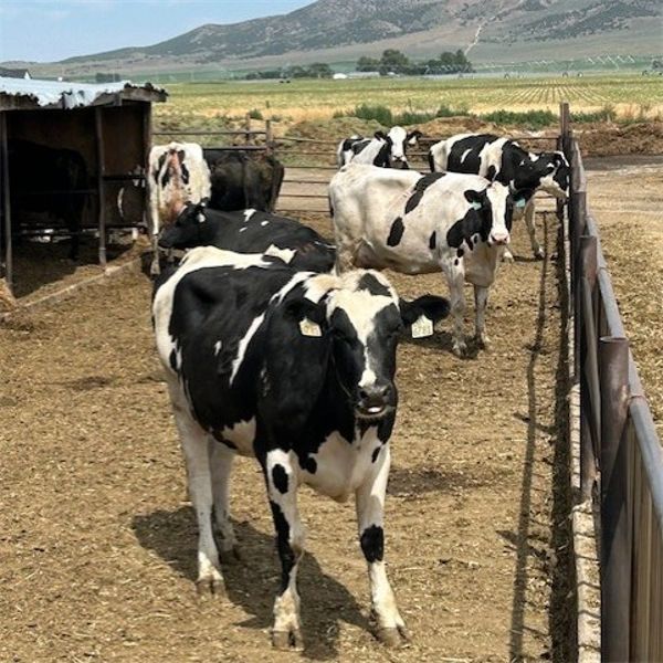 Idaho Dairies/Ranches - 24 Cows & 2 Bulls (Burley, ID)