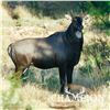 Image 2 : CHAMPION RANCH: 3-Day Nilgai Hunt for One Hunter/One NH in Texas - Includes Trophy Fee