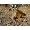 Image 1 : (UPDATED) SAFARI ROYAL:21-Day Full Bag Lion Hunt GUIDED BY MIKE ANGELIDES for One Hunter in Tanzania