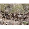 Image 2 : MEXICO HUNTS: 8-Day Bighorn Sheep Hunt for One Hunter/One NH in Mexico - Includes Trophy Fee