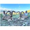 Image 2 : IRON MOUNTAIN: 3-Day Free-Range Aoudad Hunt for One Hunter/One NH in Texas - Includes Trophy
