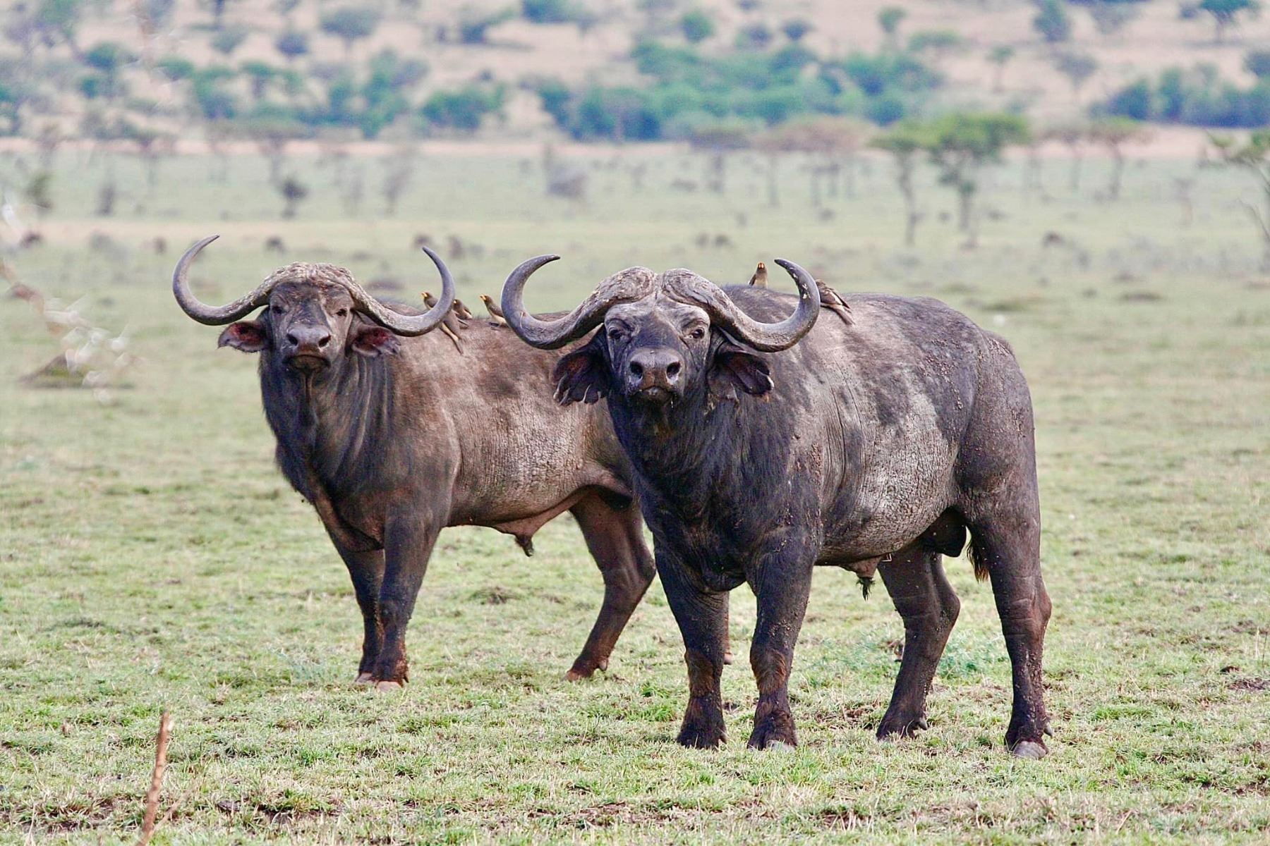 KILOMBERO NORTH: 14-Day Leopard/Buff Hunt w/RICK WARREN for One Hunter ...