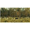 Image 1 : (UPDATED) RED STAG PATAGONIA: 3-Day Water Buff/Blackbuck Hunt for Two in Argentina - Incl. Trophies