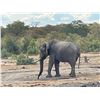 Image 2 : AFRICAN FIELD SPORTS:10-Day Elephant/Buff Hunt for One Hunter/One NH in Botswana - Includes Trophies