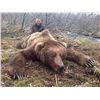 Image 1 : ALASKACHALLENGE: 10-Day Brown Bear Hunt for One Hunter in Alaska - Includes Trophy Fee
