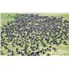 Image 1 : ZAMBEZE DELTA: 10-Day Cape Buffalo/Plains Game Hunt for One Hunter in Mozambique - Includes Trophies