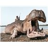 Image 2 : 4ACES OUTFITTERS: 7-Day Hippo/Croc Hunt for Two Hunters in South Africa - Includes Trophy Fees