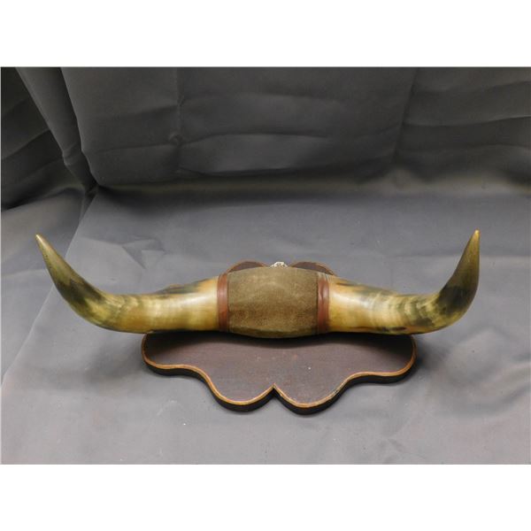 Mounted Set of Bull Horns with 17" Span