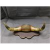 Image 1 : Mounted Set of Bull Horns with 17" Span