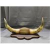 Image 2 : Mounted Set of Bull Horns with 17" Span