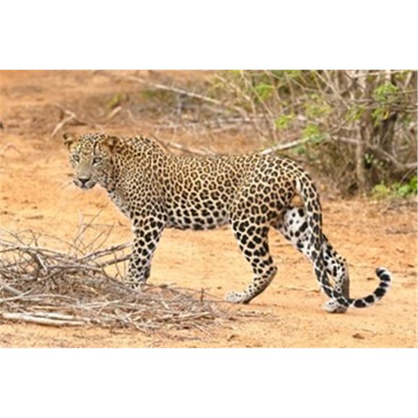 Rolling Rivers Safaris – Leopard Hunt