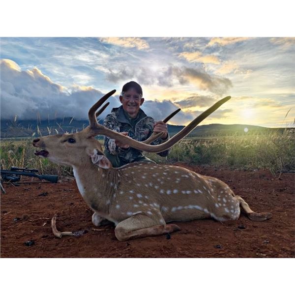 Axis Deer Hunt in Hawaii