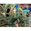Image 2 : 2 New Kazeila Artificial 5' Olive Trees