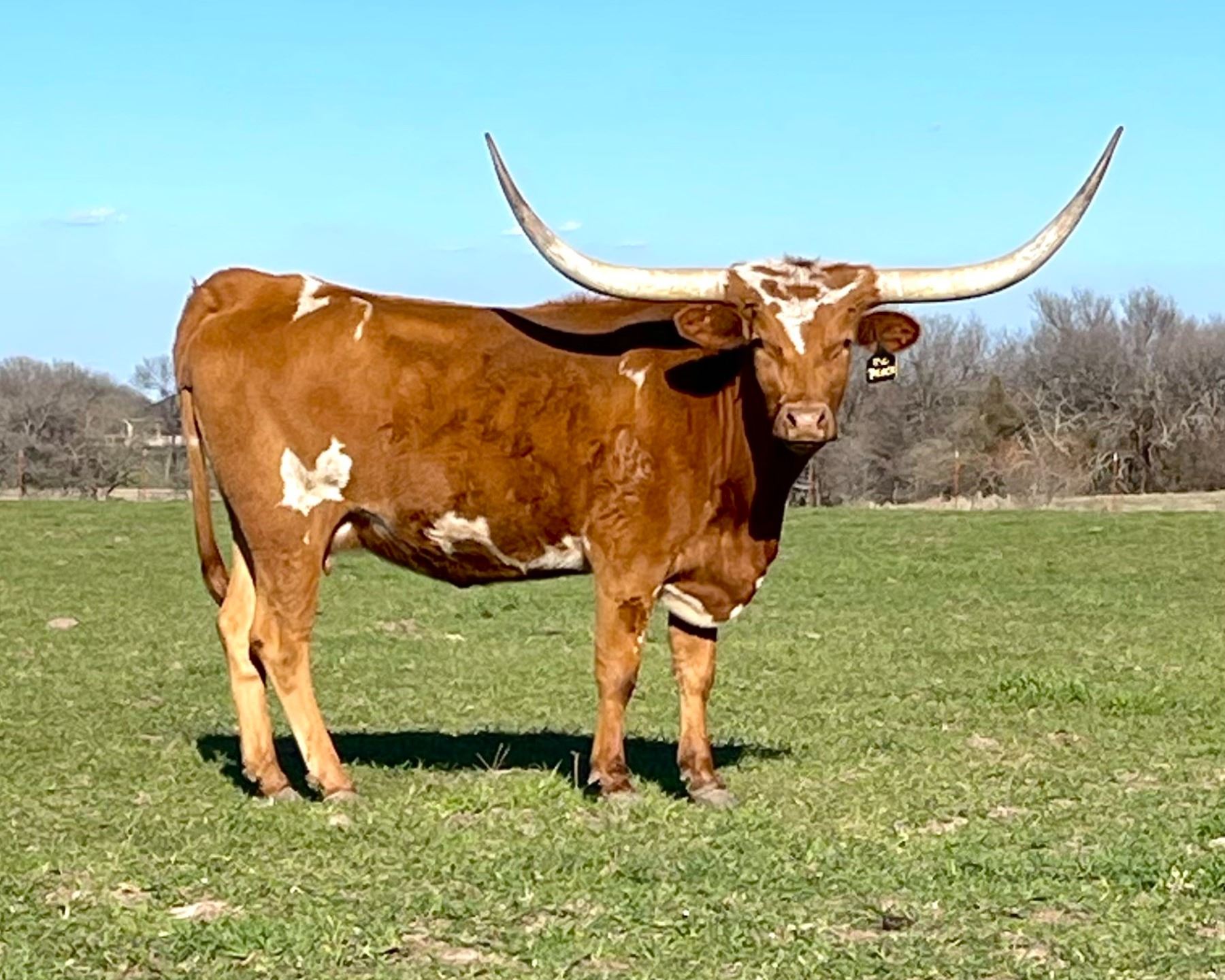 Kcs Texas KCS TEXAS PEACH