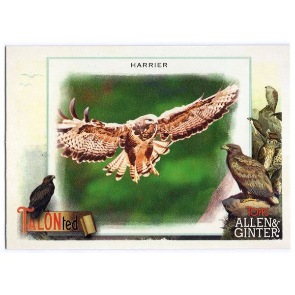 2023 Topps Allen & Ginter Harrier TalonTed TT-19
