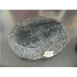 7-1/2" ancient fossil in excellent condition (3)